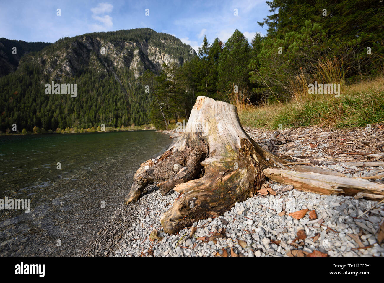 Landscape, lake, rhizome, deadwood, waterside, clear Stock Photo