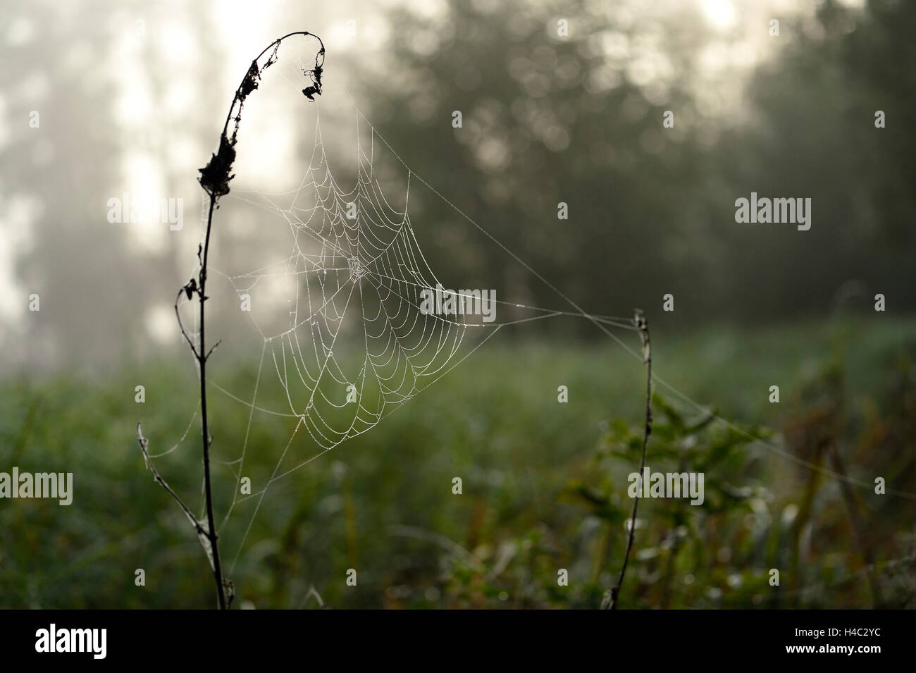 Tasteless trap hi-res stock photography and images - Alamy