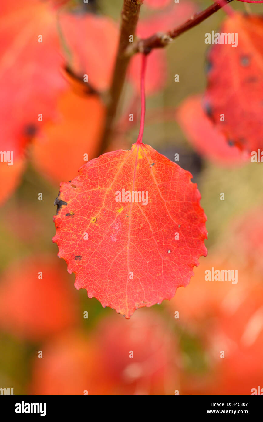Aspen, Populus tremula, leaves, red, colouring, autumn, hanging Stock Photo