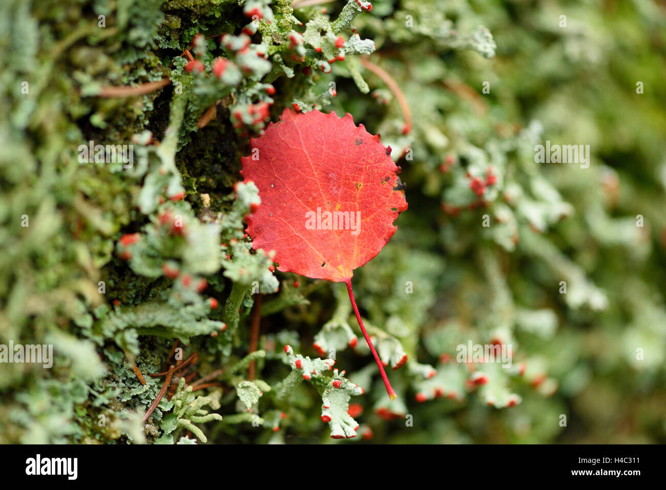 Aspen, Populus tremula, leaves, red, colouring, autumn, lying, lichen, Cladonia pleurota, bark, growing Stock Photo
