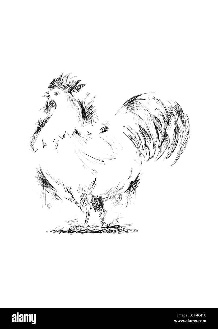 Rooster, puristic Stock Photo