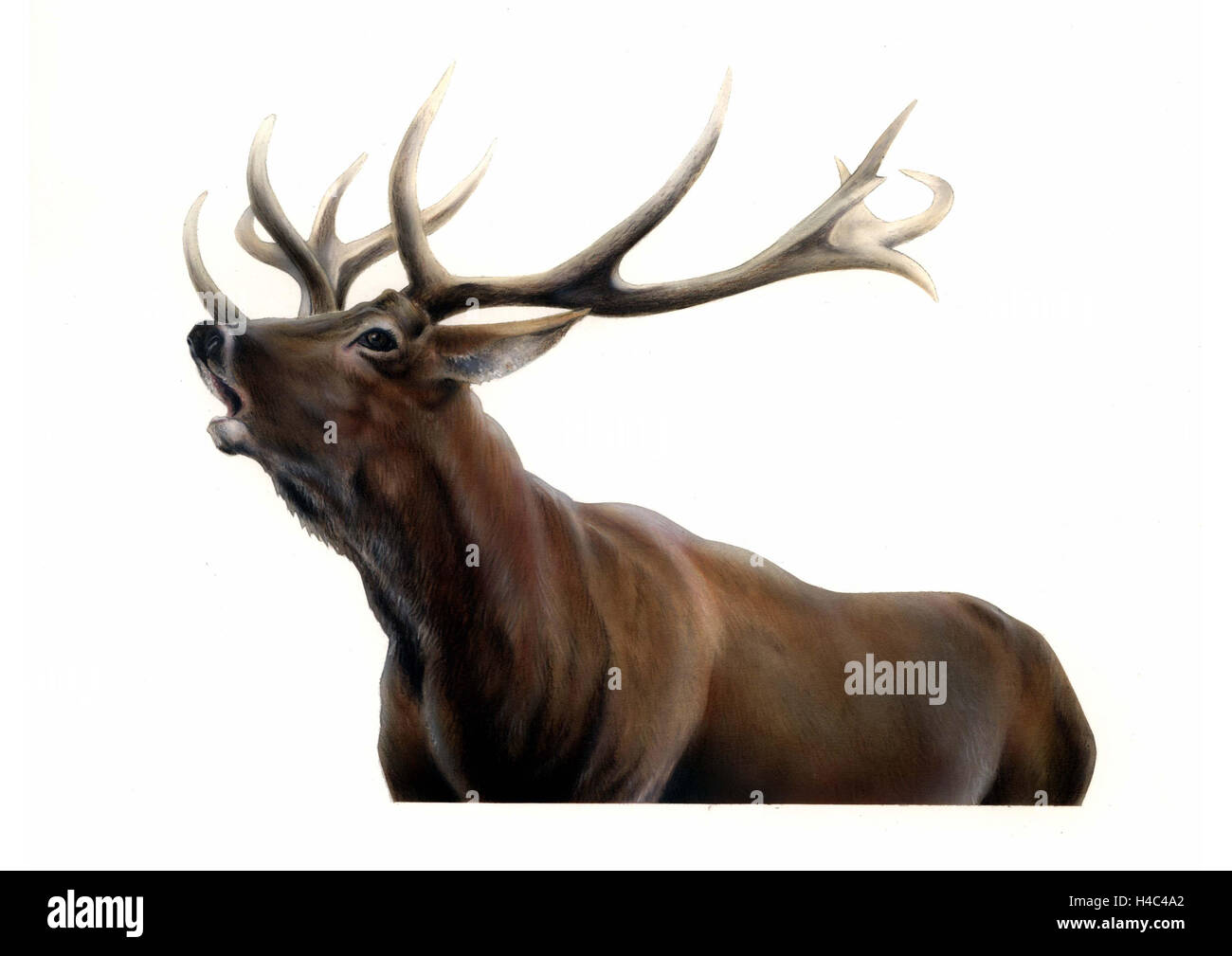 Belling deer with antlers in the rutting season Stock Photo