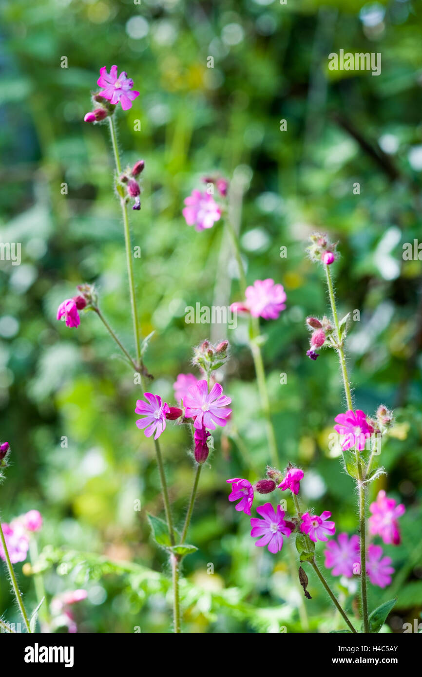 Silene dioica, known as red campion and red catchfly Stock Photo