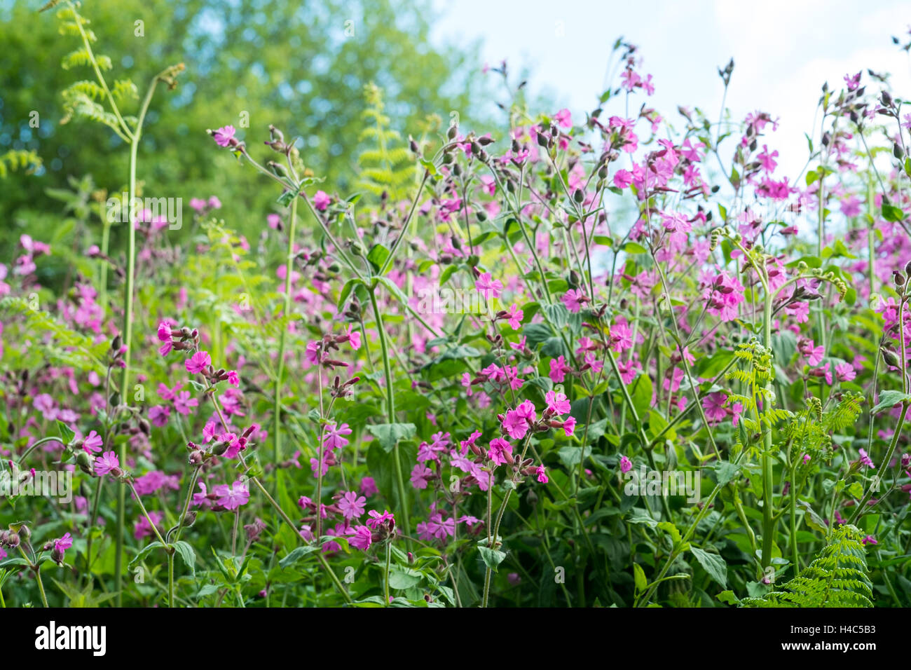Silene dioica, known as red campion and red catchfly Stock Photo