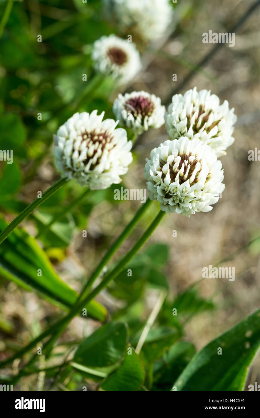 Trifolium repens, the white clover Stock Photo