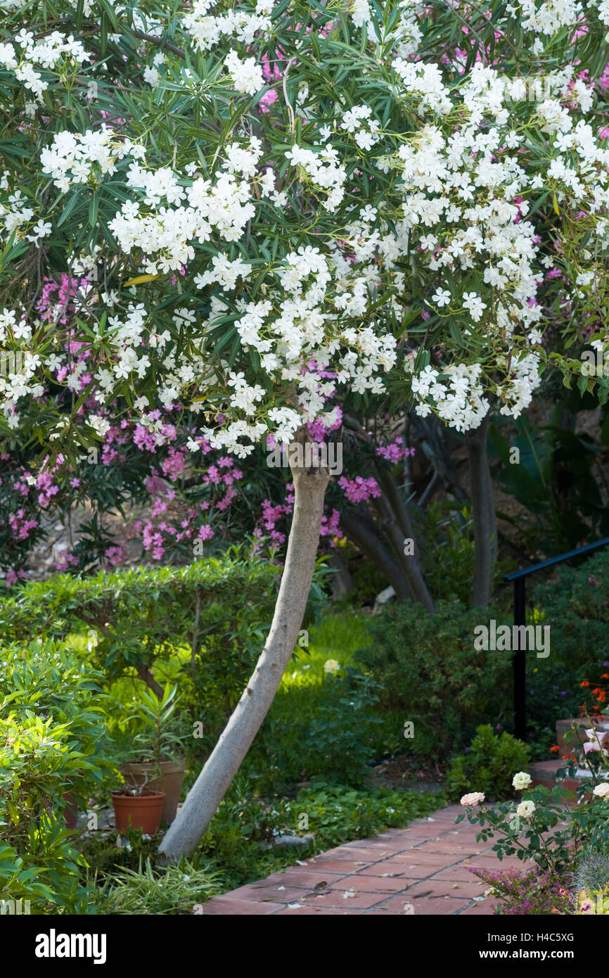 Nerium oleander (Oleander) tree in small Spanish garden Stock Photo