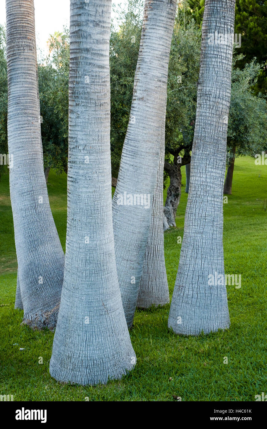 White elephant trunk hires stock photography and images Alamy