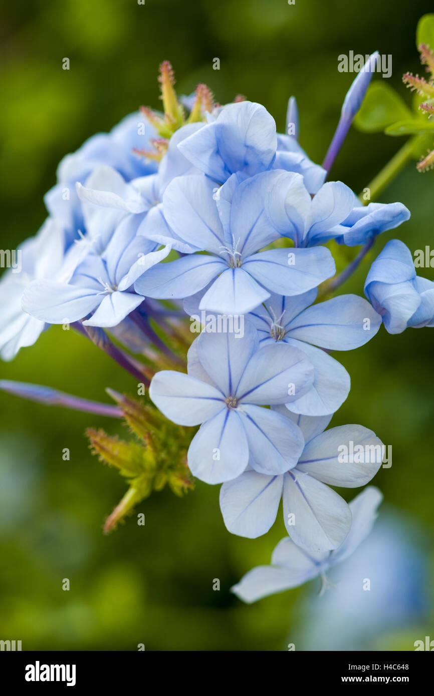 Plumbago Plant in Vase 18 cm Height 110/120 cm photo real 