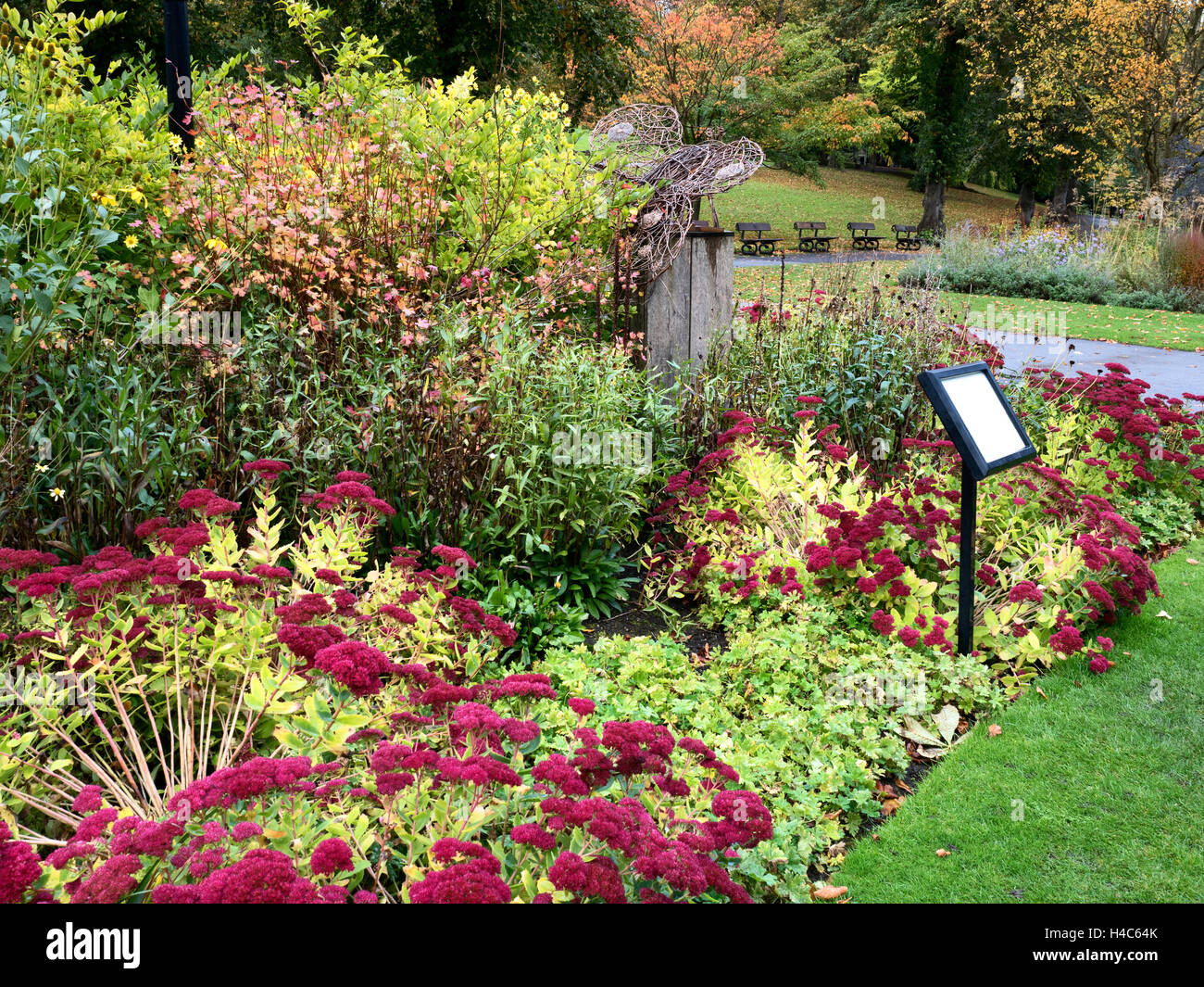 Sedums in Flower in Valley Gardens Harrogate Yorkshire England Stock