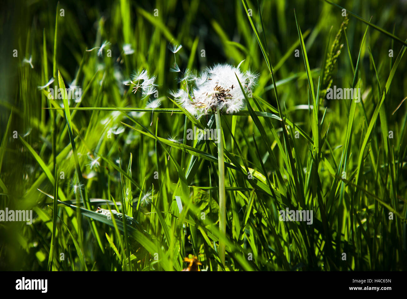 Dandelion, withered, semens are flying away Stock Photo