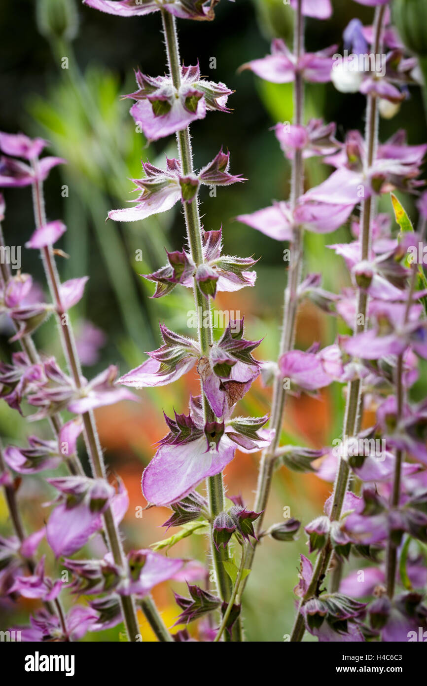 Salvia sclarea var. turkestanica.( Biennial Clary) Stock Photo