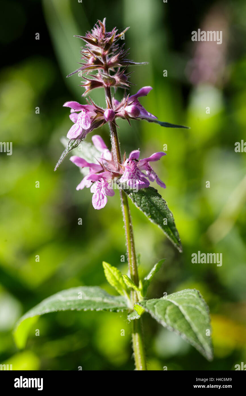 Stachys palustris, commonly known as marsh woundwort, marsh hedgenettle ...