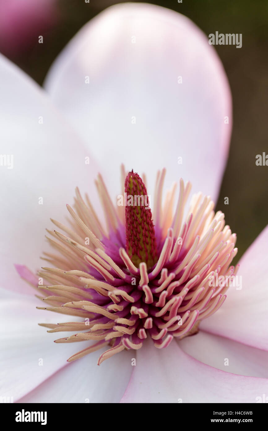 Magnolia sprengeri var. diva Stock Photo