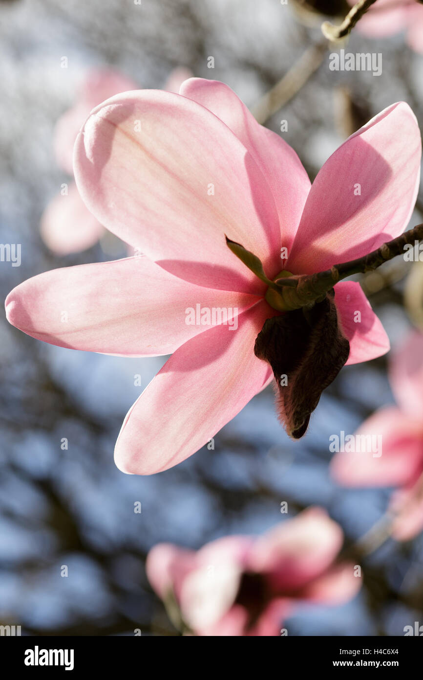 Magnolia sprengeri var. diva Stock Photo
