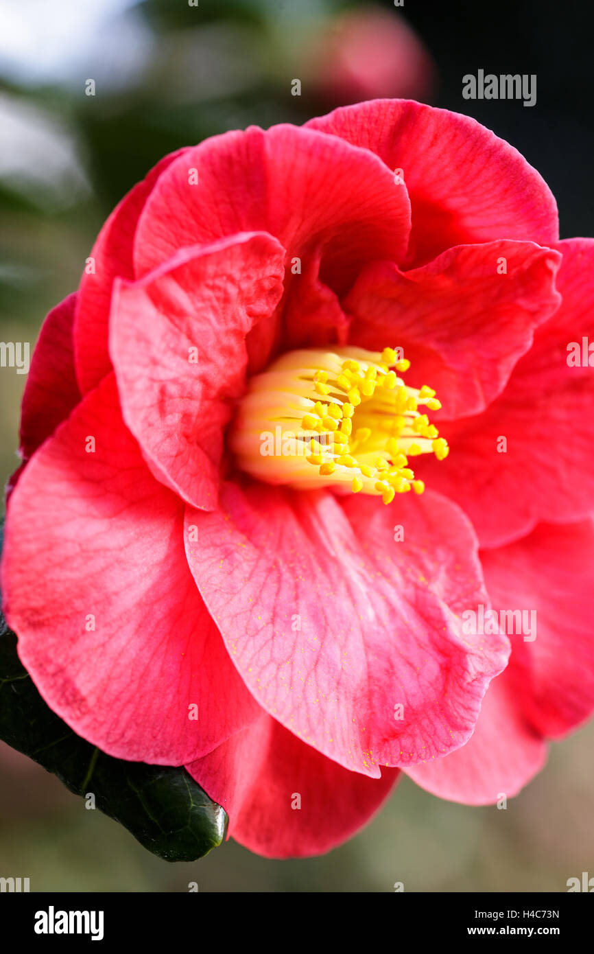 Camellia japonica pink shrub hi-res stock photography and images - Alamy