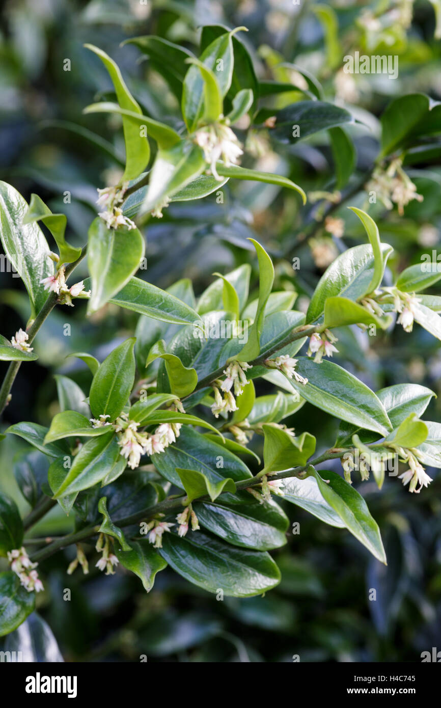 Sarcococca confusa (Sweet Box Stock Photo - Alamy
