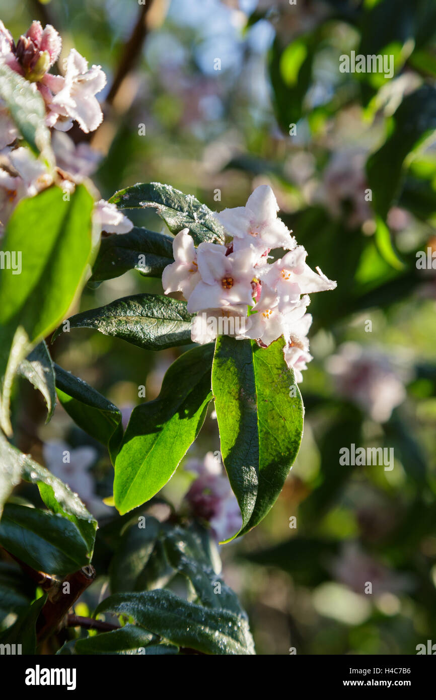 Nepalese paper plant jacqueline postill hires stock photography and