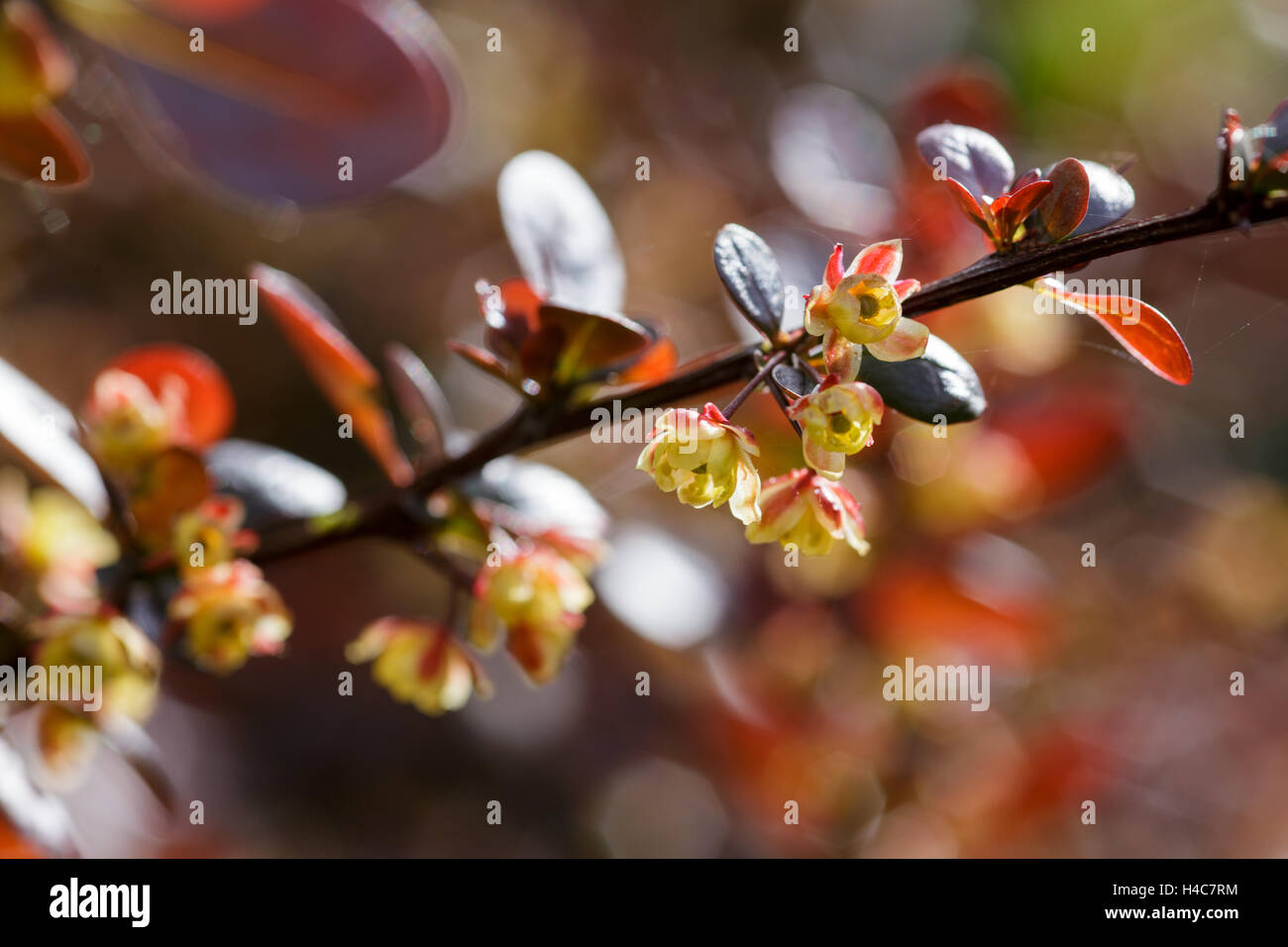 Purple Barberry Stock Photo 279380729 Alamy