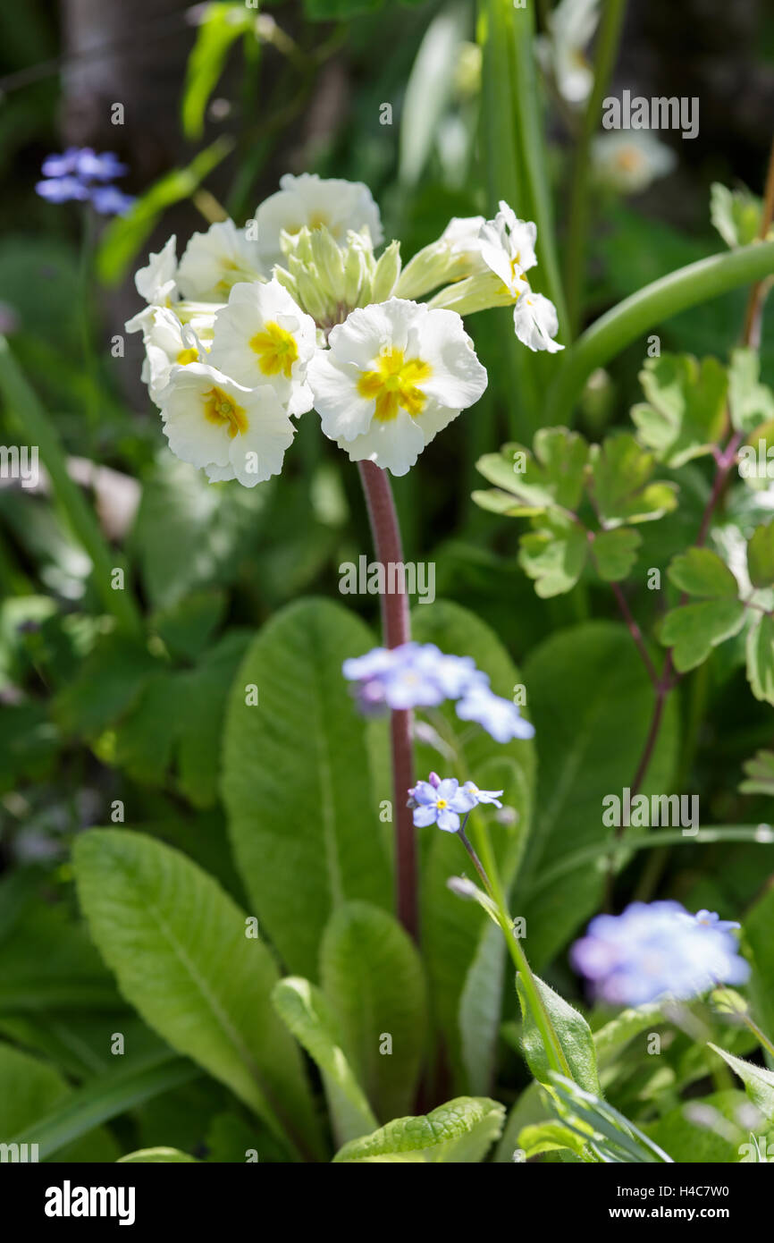Pale yellow Polyanthus growing in early summer garden border Stock Photo