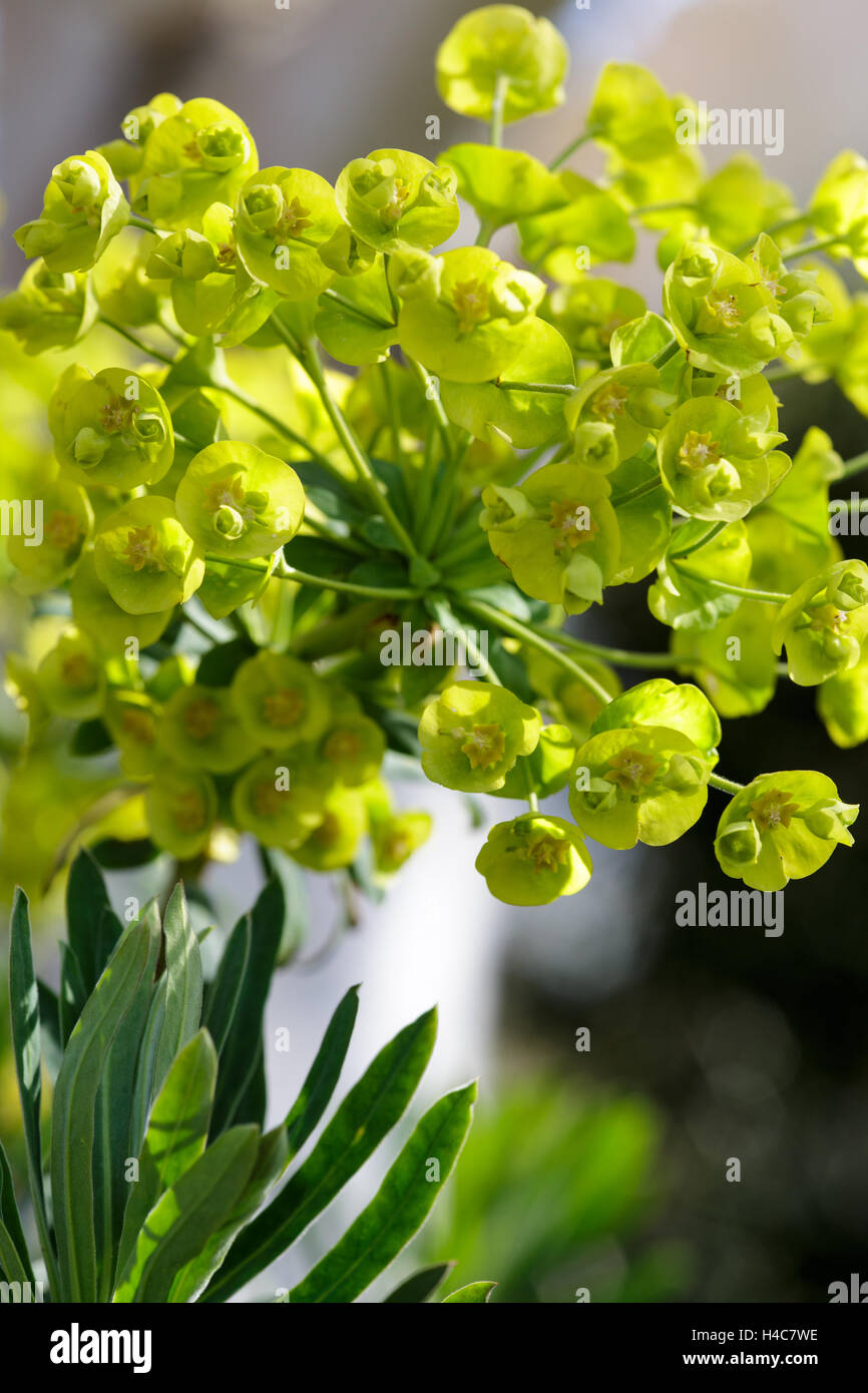 Euphorbia characias 'Goldbrook' Stock Photo