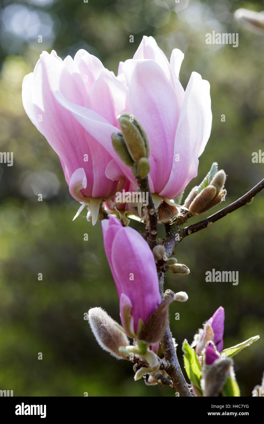 Magnolia Henry Kern' Stock Photo Alamy