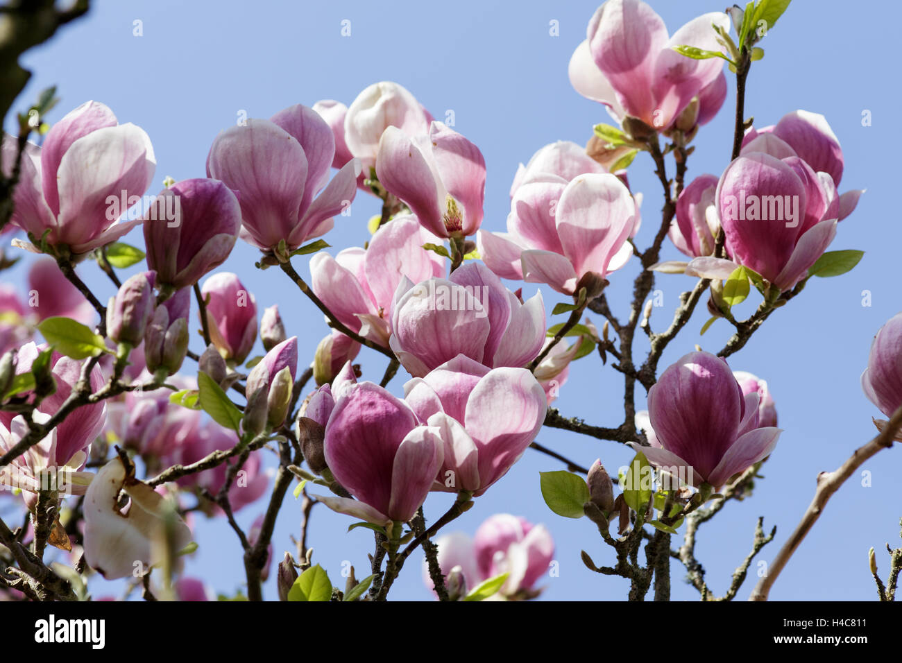 Magnolia x soulangeana 'Rustica Rubra' Stock Photo