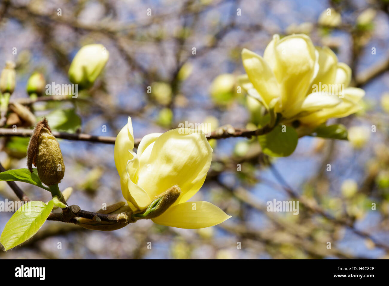 Magnolia 'Lois' Stock Photo