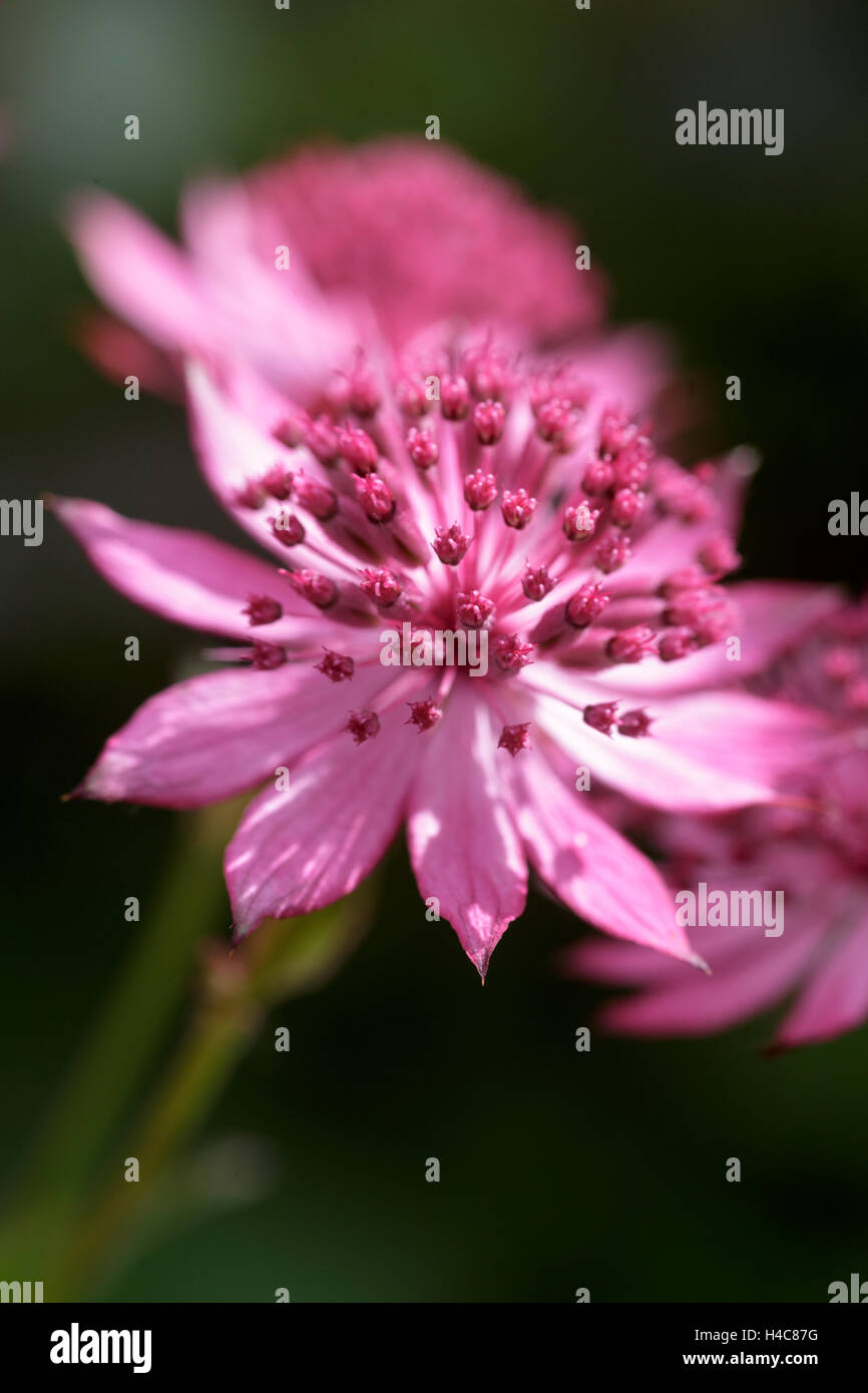 Astrantia major (pink form) Stock Photo