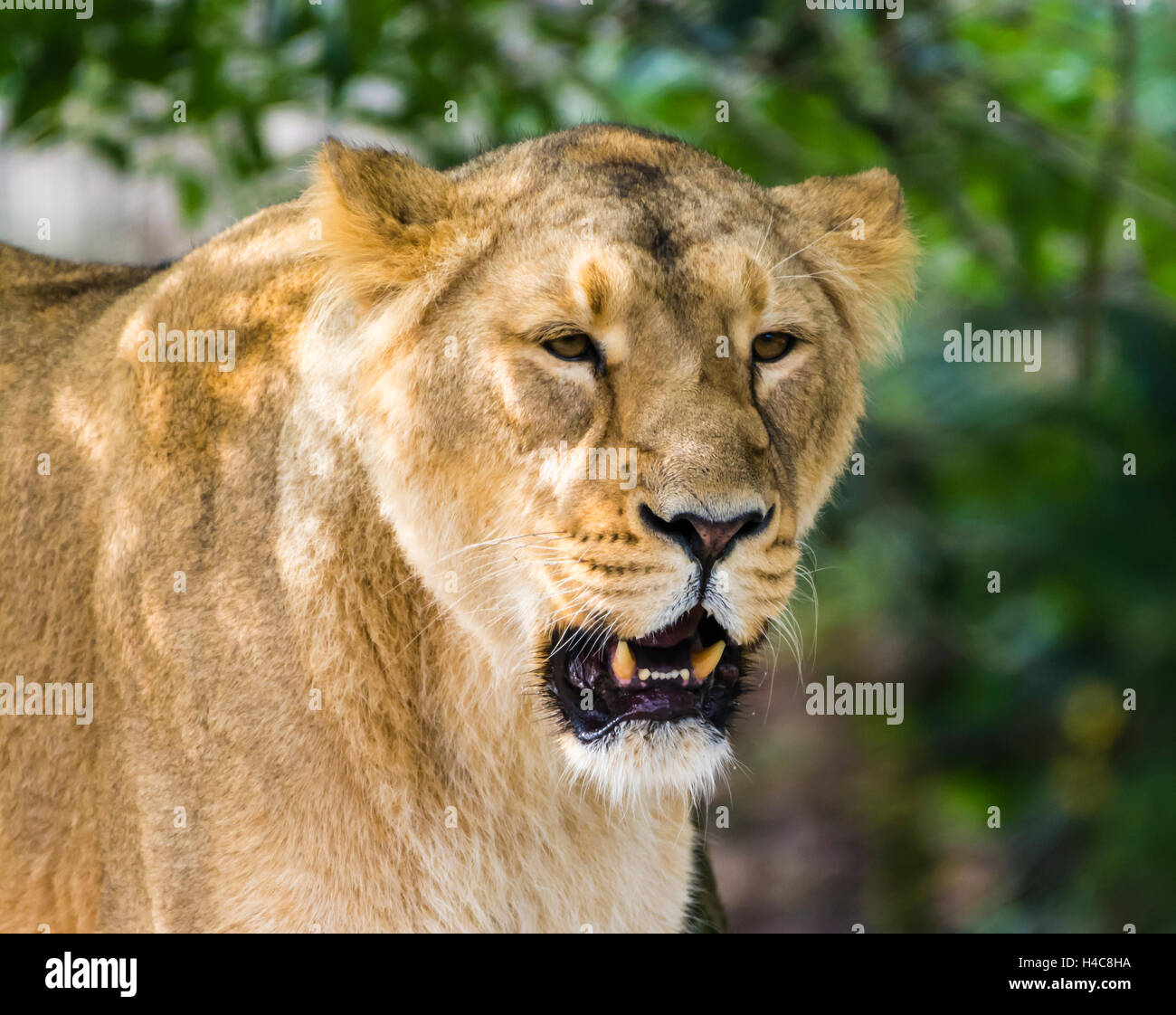 London zoo lion enclosure hi-res stock photography and images - Alamy