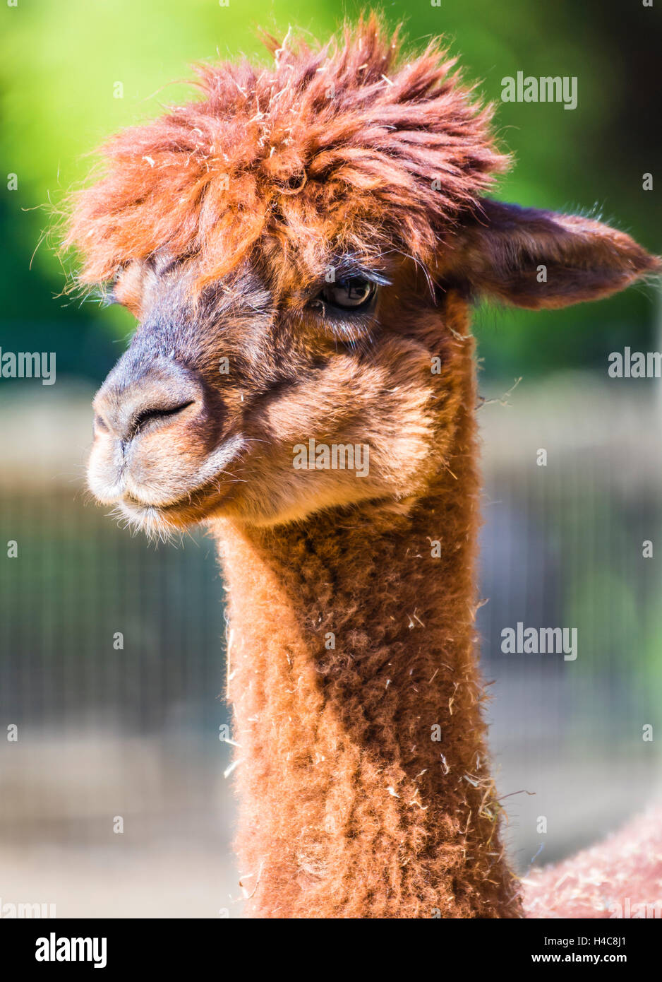 Red Llama captured in the sunlight, London, UK Stock Alamy