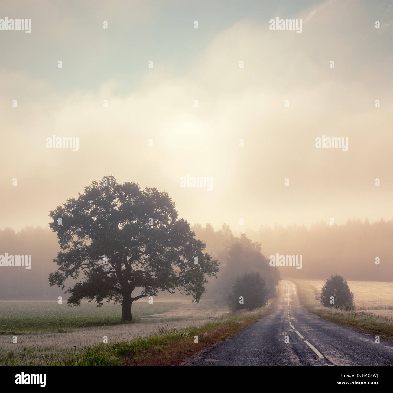 Autumn Landscape with Trees and Road in Fog Stock Photo - Alamy