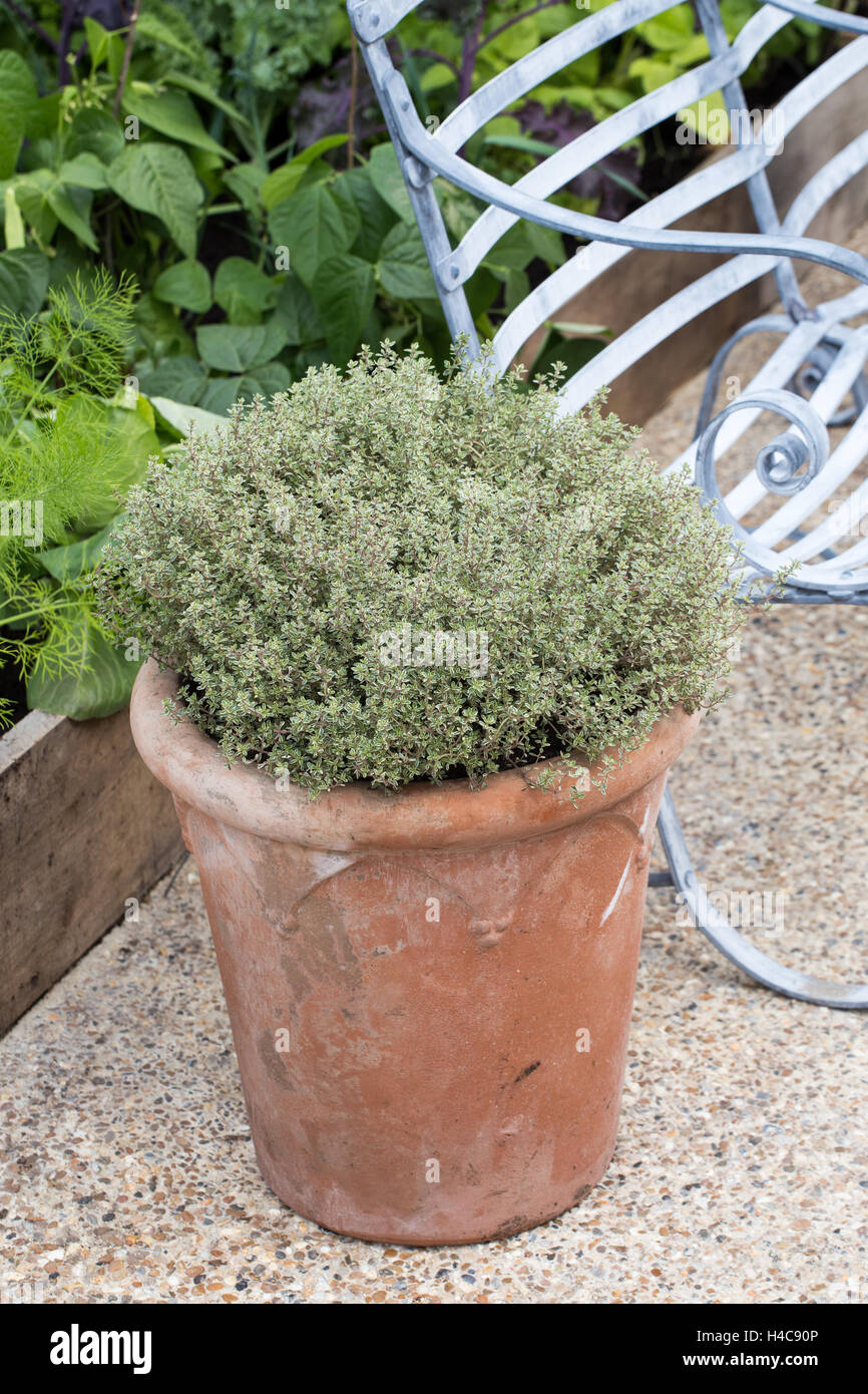 Potted thyme hires stock photography and images Alamy