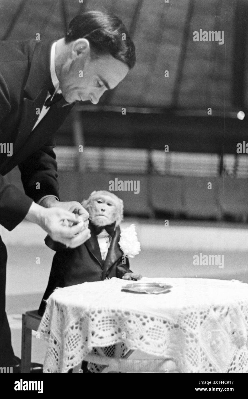 Ein Affe in der Manege in einem Karlsbader Zirkus, Deutsches Reich 1930er Jahre. A monkey in the circus ring in a circus in Karlsbad, Germany 1930s Stock Photo