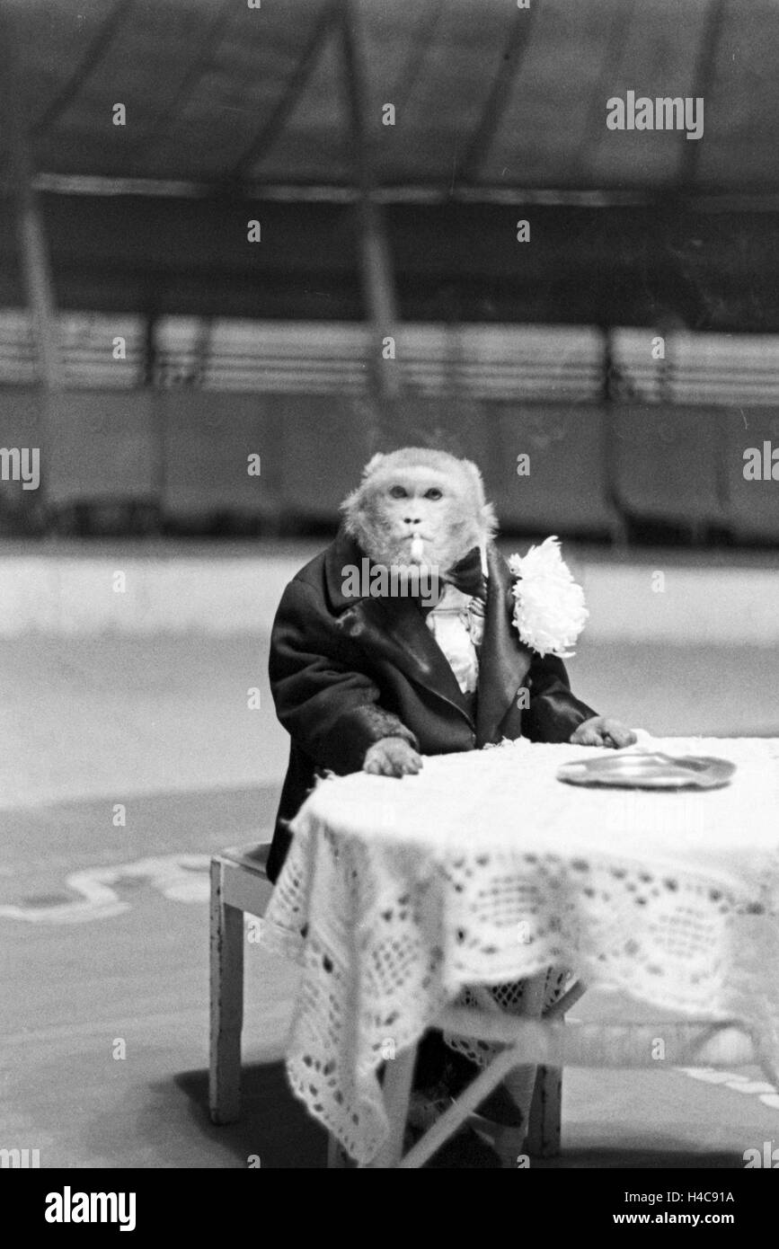 Ein Affe in der Manege in einem Karlsbader Zirkus, Deutsches Reich 1930er Jahre. A monkey in the circus ring in a circus in Karlsbad, Germany 1930s Stock Photo