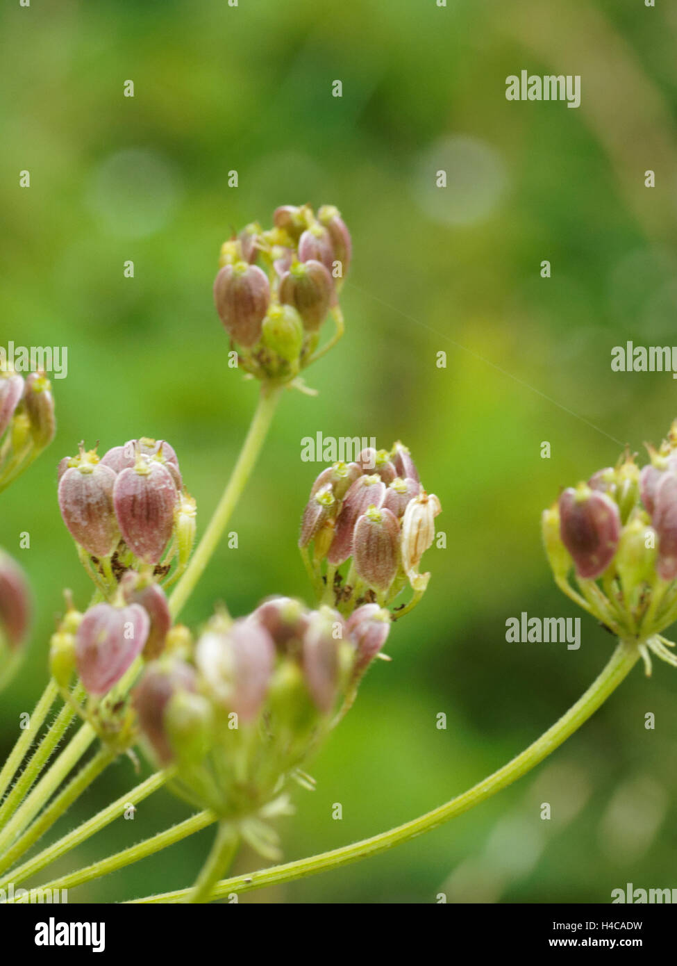 Dill Anethum graveolens, fam. Apiaceae seeds, Alps, France. Stock Photo