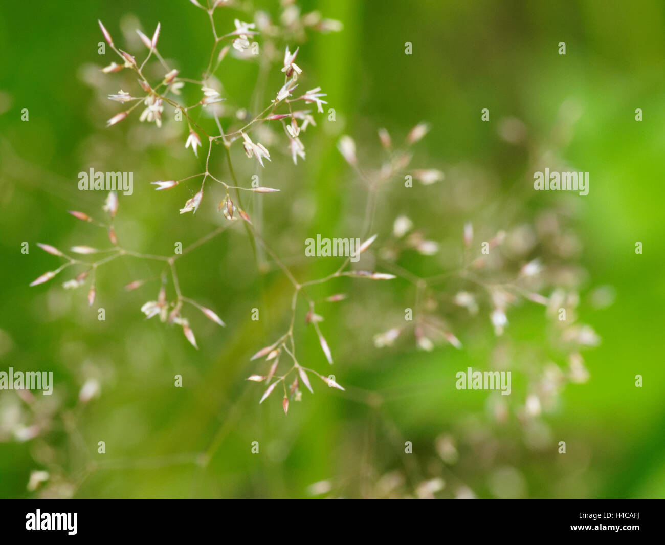 Poa pratensis, Wiesenrispengras, Meadow grass Stock Photo