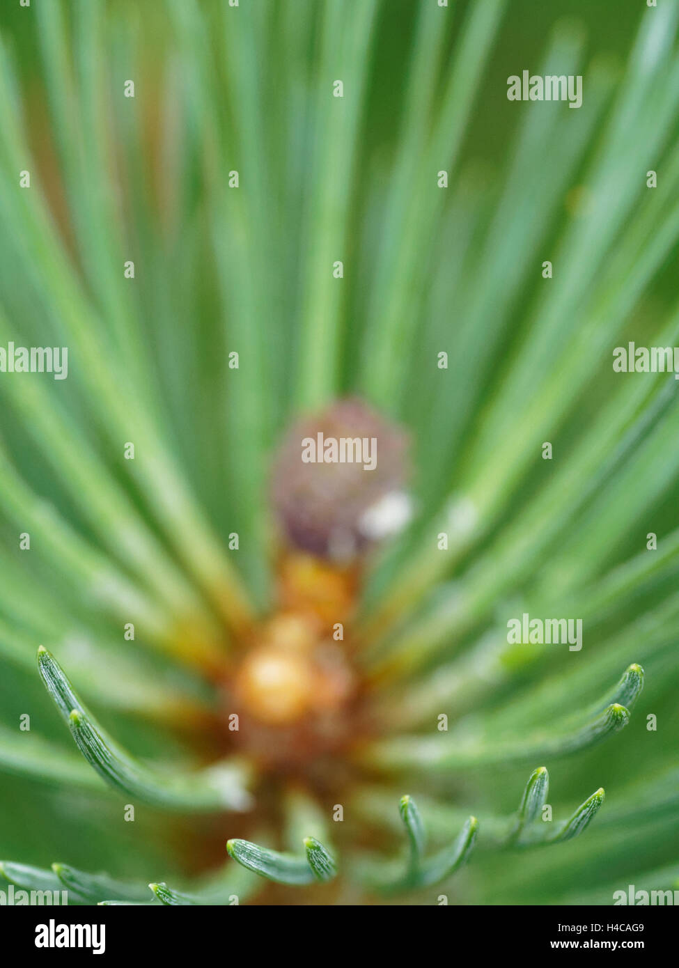 mountain pine, mugo pine Pinus uncinata, Pinus mugo ssp, Alps Stock Photo