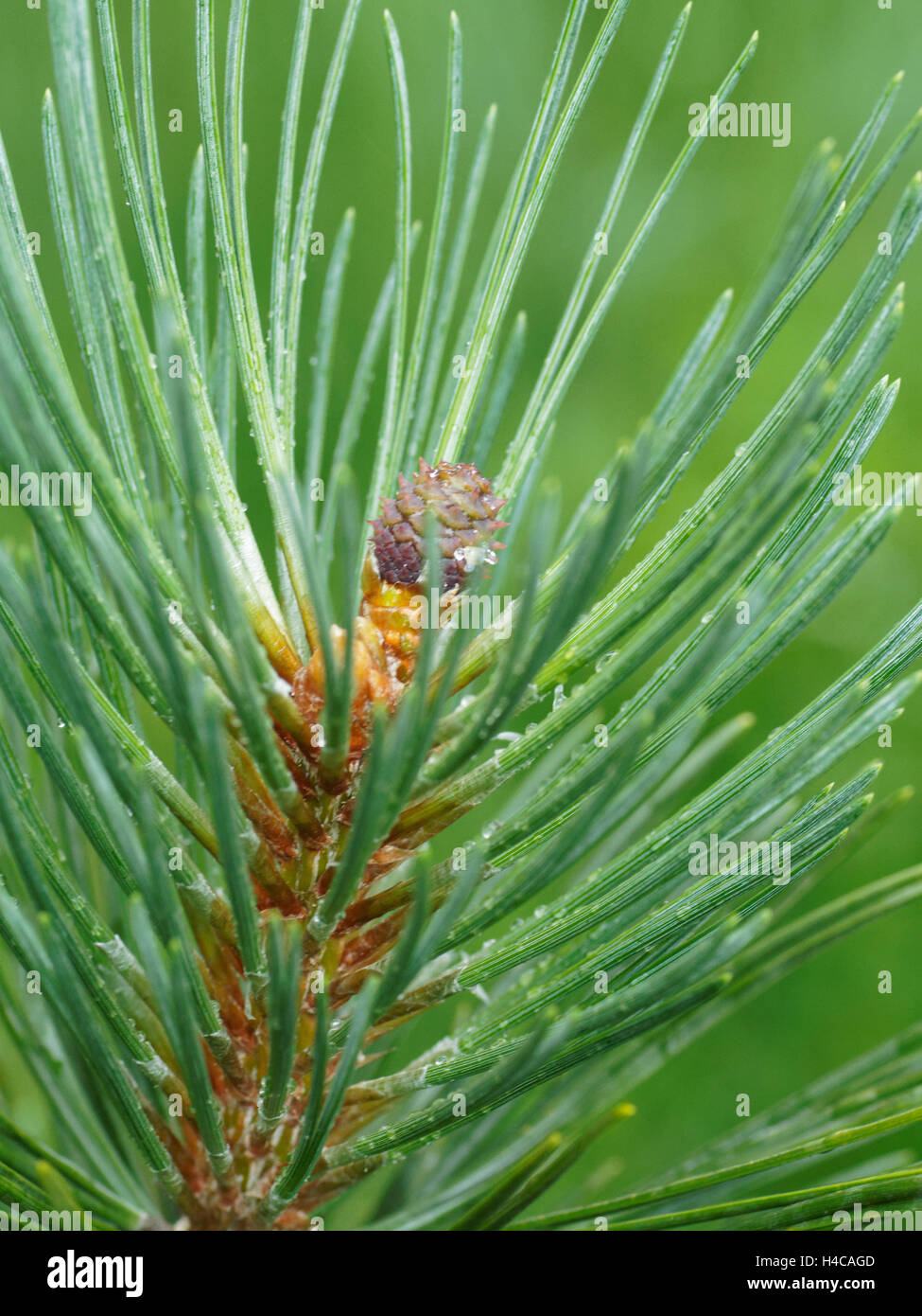 mountain pine, mugo pine Pinus uncinata, Pinus mugo ssp, Alps Stock Photo