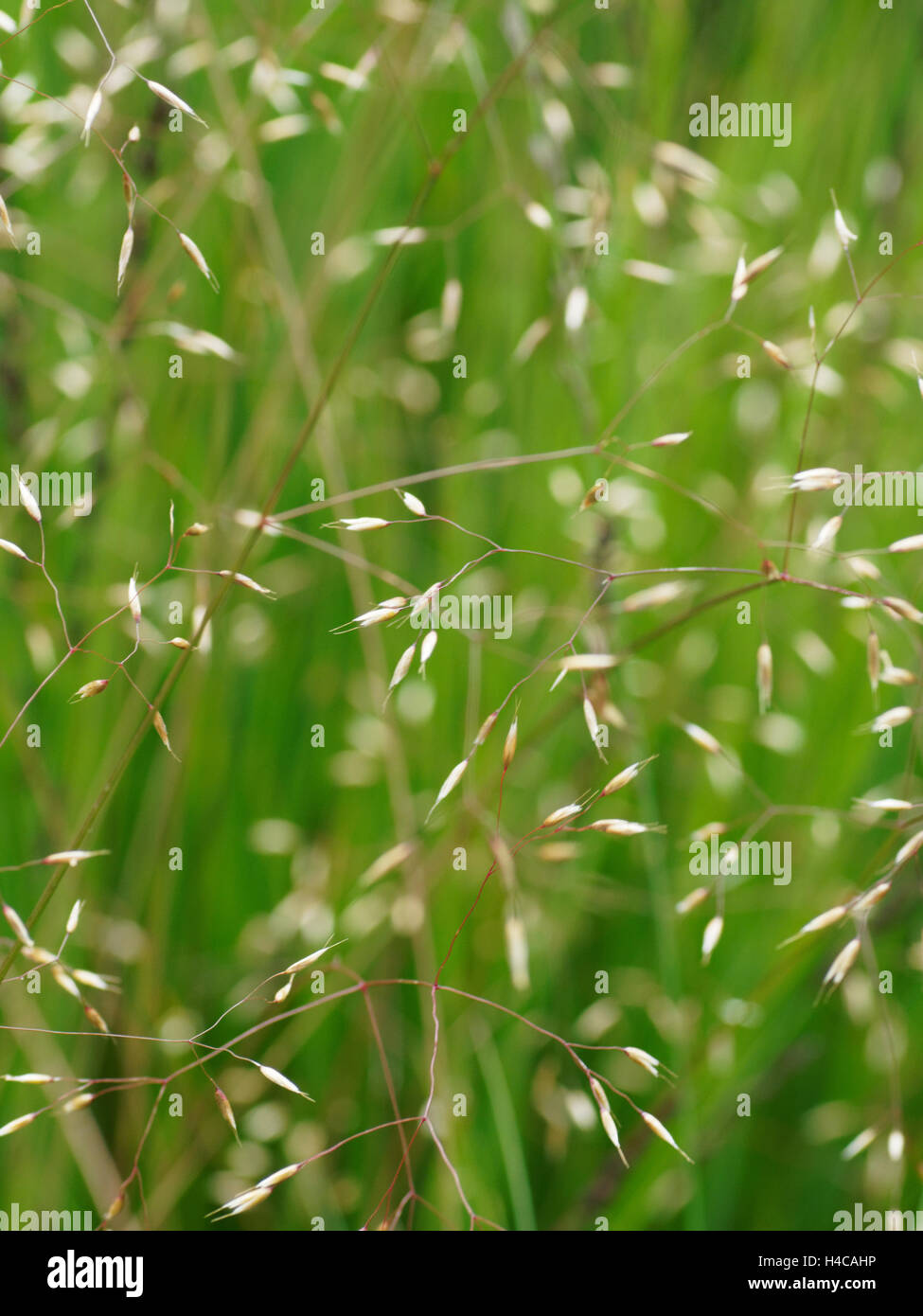 Poa pratensis, Wiesenrispengras, Meadow grass Stock Photo