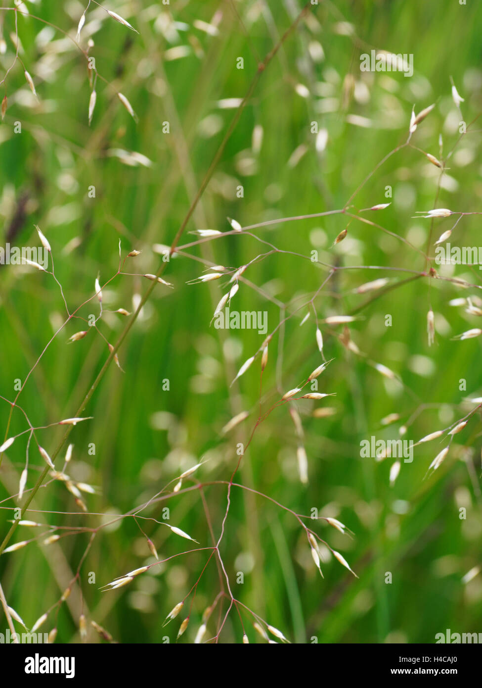 Poa pratensis, Wiesenrispengras, Meadow grass Stock Photo