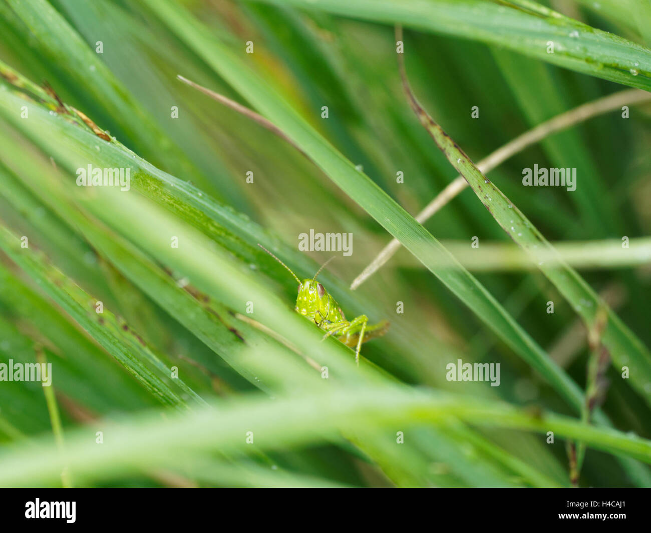 Green Mountain Grasshopper Miramella alpine adult, France Stock Photo