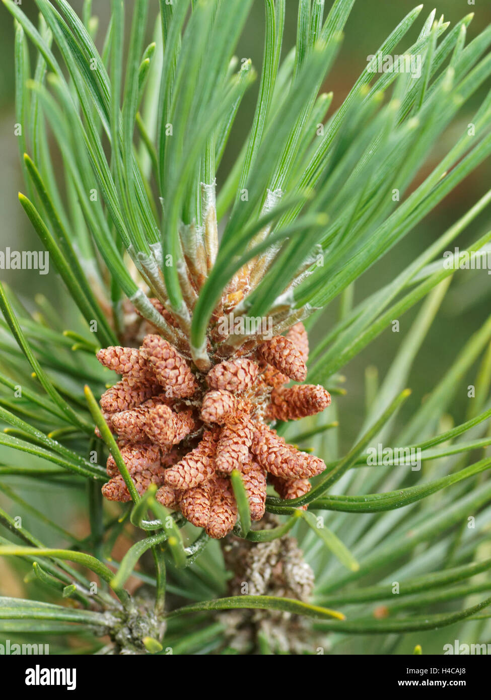 mountain pine, mugo pine Pinus uncinata, Pinus mugo ssp, Alps Stock Photo
