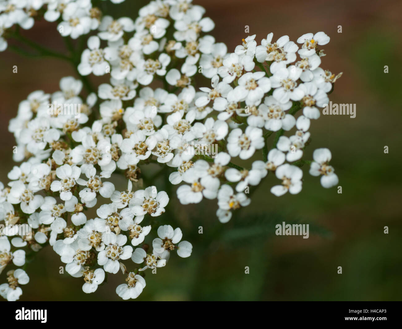 Celery leaf lovage, Alpine Lovage (Ligusticum mutellina), inflorescence Stock Photo