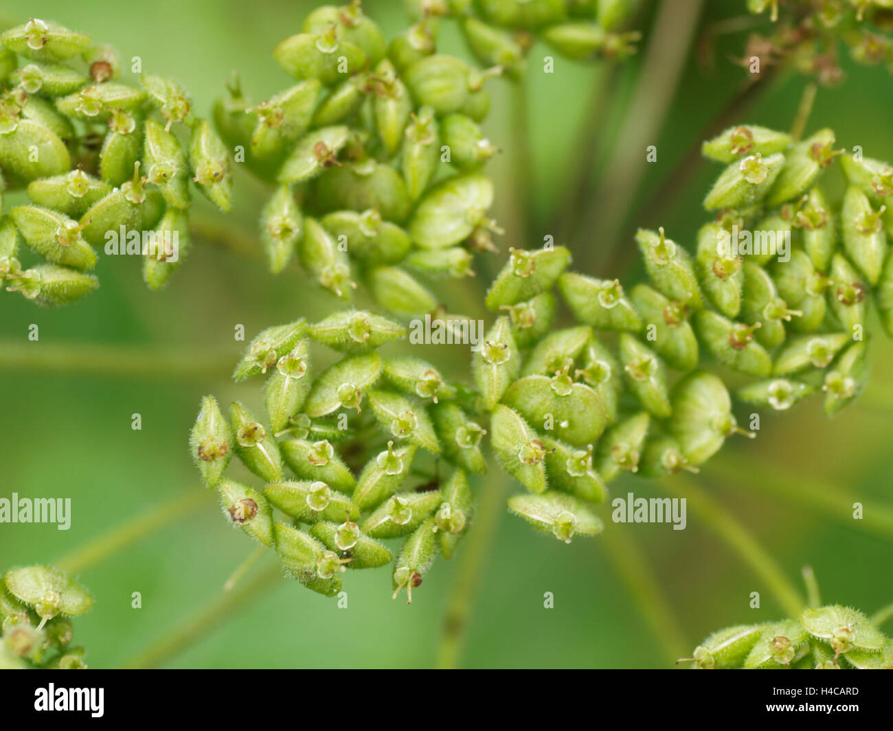 Dill Anethum graveolens, fam. Apiaceae seeds, Alps, France Stock Photo