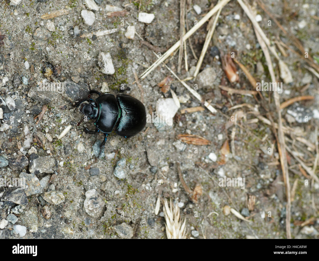 Anoplotrupes stercorosus, Geotrupes stercorosus, common dor beetle, Geotrup, Alps, France Stock Photo