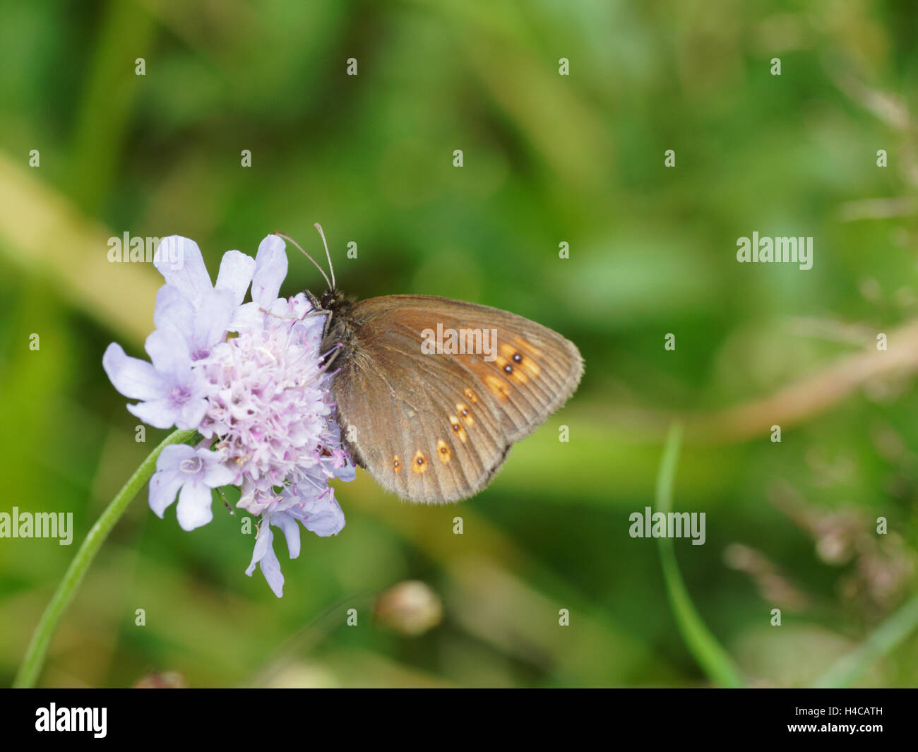 Butterfly on Knautia maxima, Scabious, Alps France. Stock Photo