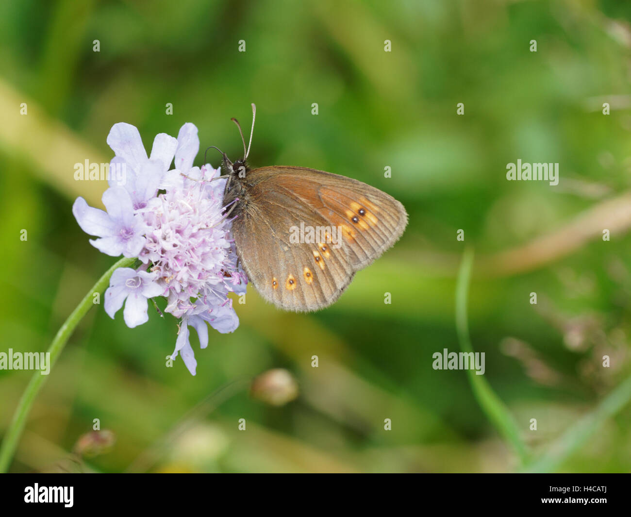 Butterfly on Knautia maxima, Scabious, Alps France. Stock Photo