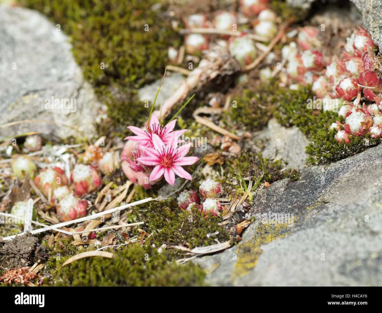 Cobweb houseleek Sempervivum arachnoideum - Chamrousse, Alps Stock Photo