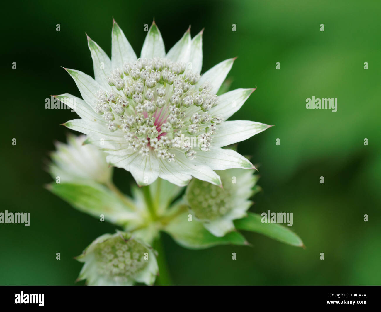 Flowering Great masterwork, Astrantia major, Alps, France Stock Photo