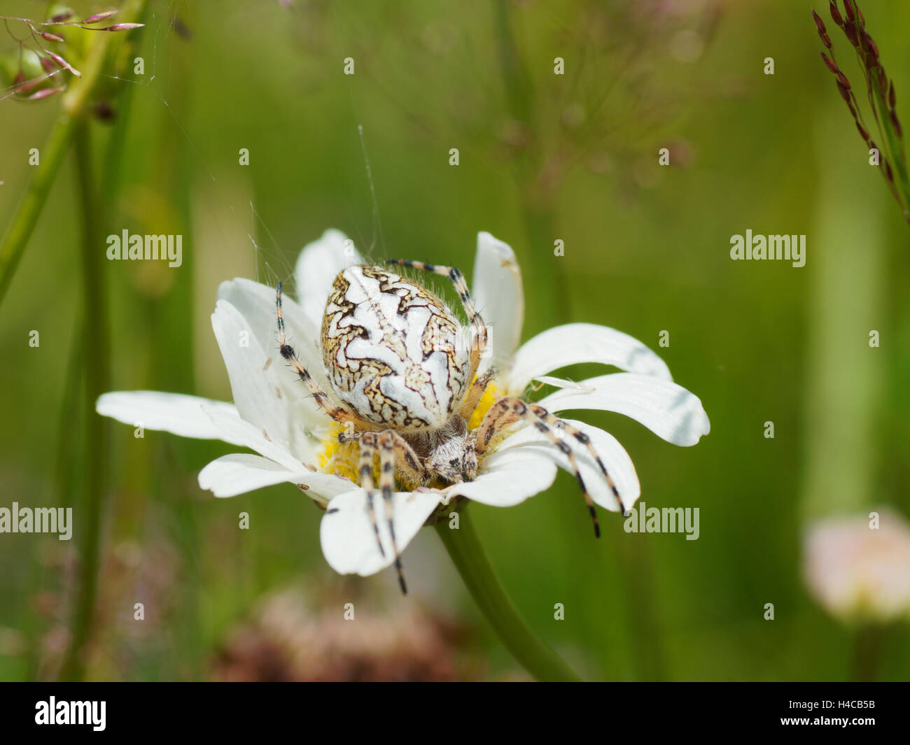 Aculepeira ceropegia, Alps, France Stock Photo - Alamy